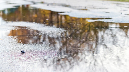 Rain puddle with reflected autumn trees