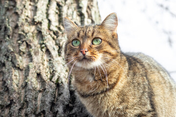 A brown cat with big green eyes in the garden near a tree