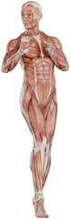 male muscle body exercise person with transparent background