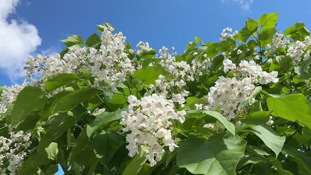 Blossoming Indian bean tree. Catalpa bignonioides.