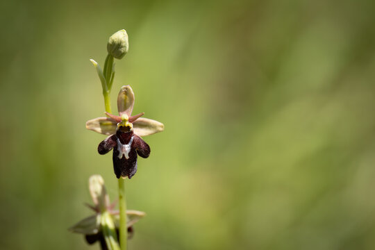Close-up of a crossing between fly orchid (Ophrys insectifera) and late spider orchid (Ophrys fuciflora), Belgium