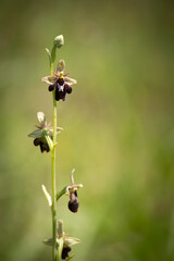 Crossing between fly orchid (Ophrys insectifera) and late spider orchid (Ophrys fuciflora), Belgium