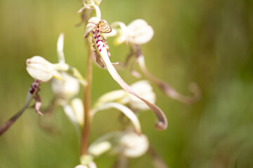 Close-up of a lizard orchid (himantoglossum hircinum), Belgium