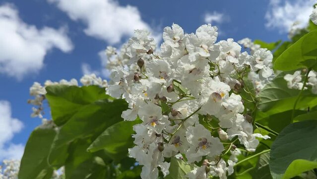 Catalpa bignonioides blooming tree with showy white flowers. Indian bean tree.