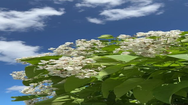 Catalpa bignonioides blooming tree with showy white flowers. Indian bean tree, vertical video.