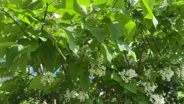 White flowers and green leaves of catalpa tree.