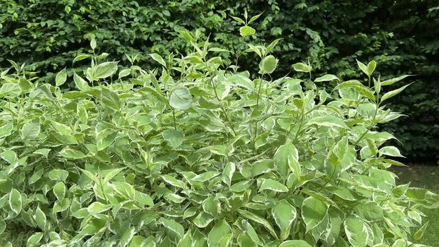 Cornus alba White siberian dogwood shrub in the park.