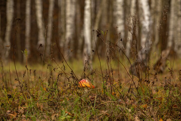 Red fly agaric against a background of autumn grass and trees