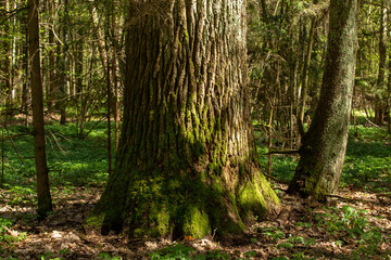 Naklejka premium Large oak tree in the wild, forest area