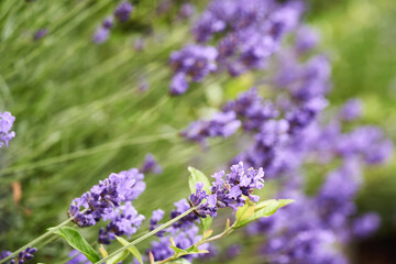 Purple lavender flowers growing outdoors