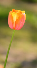 Close-up of a lone blooming orange tulip with a blurry background
