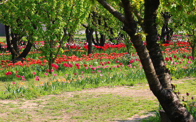 Fototapety na wymiar - Fototapeta24.pl