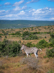 Fototapeta premium Zèbres dans la réserve d'Addo en Afrique du Sud