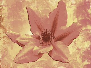 Clematis