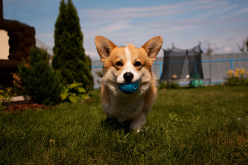 Corgi puppy at a photo shoot, Funny Pets.