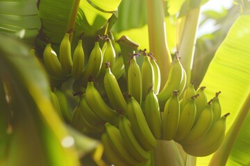 Green bananas are growing in the sun on a plantation, soon to be ready for harvest