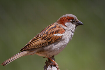 House sparrow (Passer domesticus) perched on a broken log