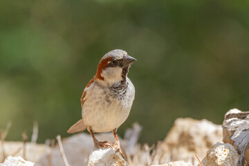 House sparrow (Passer domesticus) perched on some stones next to a river