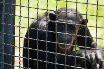 sad chimpanzee in a cage at the zoo