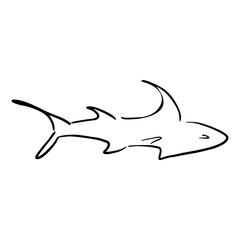 a shark drawn in pencil