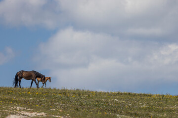 Wild Horse Mare and Foal in Summer in the Pryor Mountains Montana