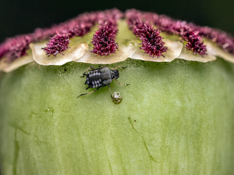Aphid scavenging on ripening poppy head