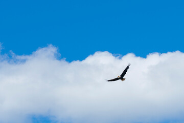 Fototapeta premium bald eagle in flight soaring above in powerful pose 