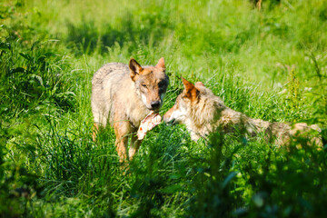 two gray wolves in free nature