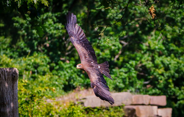 flying bird in green nature