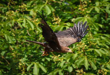 golden eagle in a closeup