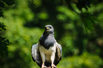 portrait of a blue buzzard