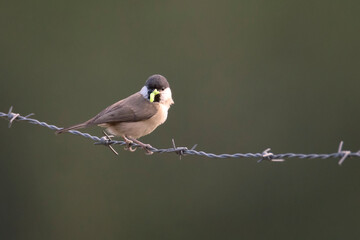 Marsh tit perched on barbed wire with larvae in its beak waiting to enter the nest in Alonsotegi, Bizkaia
