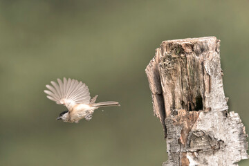 Marsh tit in flight leaving the nest in Alonsotegi, Bizkaia