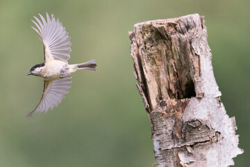 Marsh tit in flight leaving the nest in Alonsotegi, Bizkaia © patxi