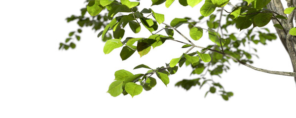 Wild green tree branch leaves foreground transparent backgrounds 3d render png © Krit
