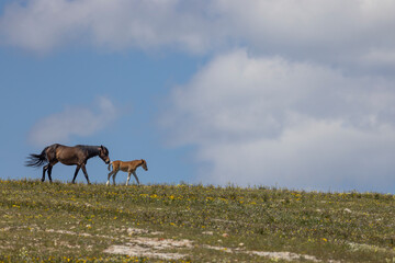 Mare and Foal Wild Horses in Summer in the Pryor Mountains Montana