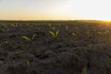 an agricultural field with corn during sunset