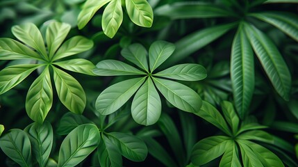 green leaves of the Schefflera plant, known for its characteristic palmate leaves, Close-up
