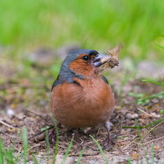 Fringilla coelebs aka Common Chaffinch is hunting insect for her babies.