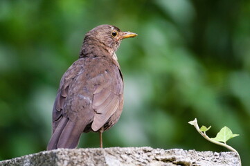 Turdus merula aka Eurasian or Common blackbird female close-up portrait. Common bird in Czech republic.