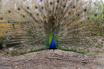 Peacock spreading its feathers, Hungary