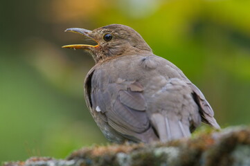 Eurasian blackbird aka The common blackbird or Turdus merula female close-up portrait. Singing with open beak. 