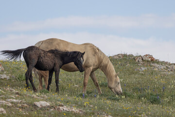 Fototapeta premium Mare and Foal Wild Horses in Summer in the Pryor Mountains Montana