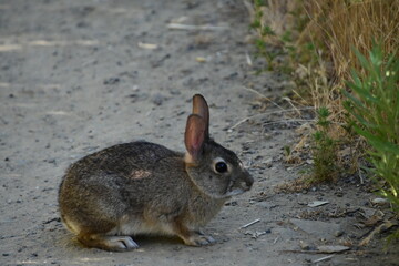rabbit in the grass