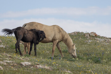 Fototapeta premium Mare and Foal Wild Horses in Summer in the Pryor Mountains Montana