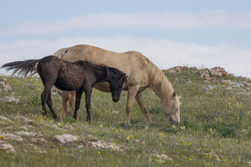 Obraz premium Mare and Foal Wild Horses in Summer in the Pryor Mountains Montana