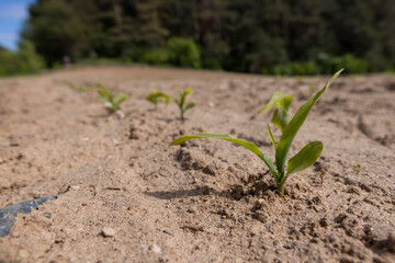 a monoculture field with the cultivation of a new crop of corn