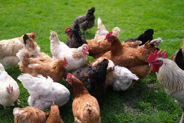 Rooster and chickens walk on an agricultural farm. Free-range chickens in a farmyard.