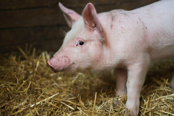Pigs are free on farm in a pen in mud. Welfare and care of farm animals. Gender selection of livestock. Selective focus.