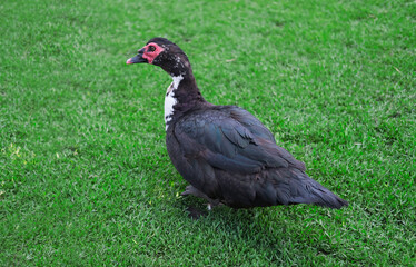 Male domestic musk duck Cairina moschata walks along green grass in sunny weather.